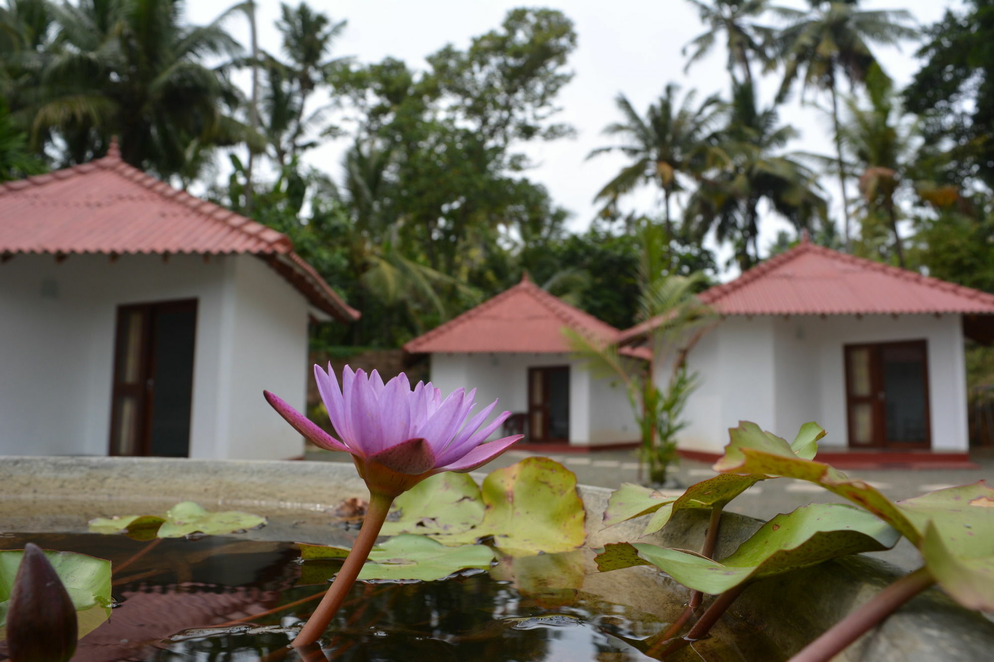 Blue Whale Lagoon Resort Ahangama Buitenkant foto
