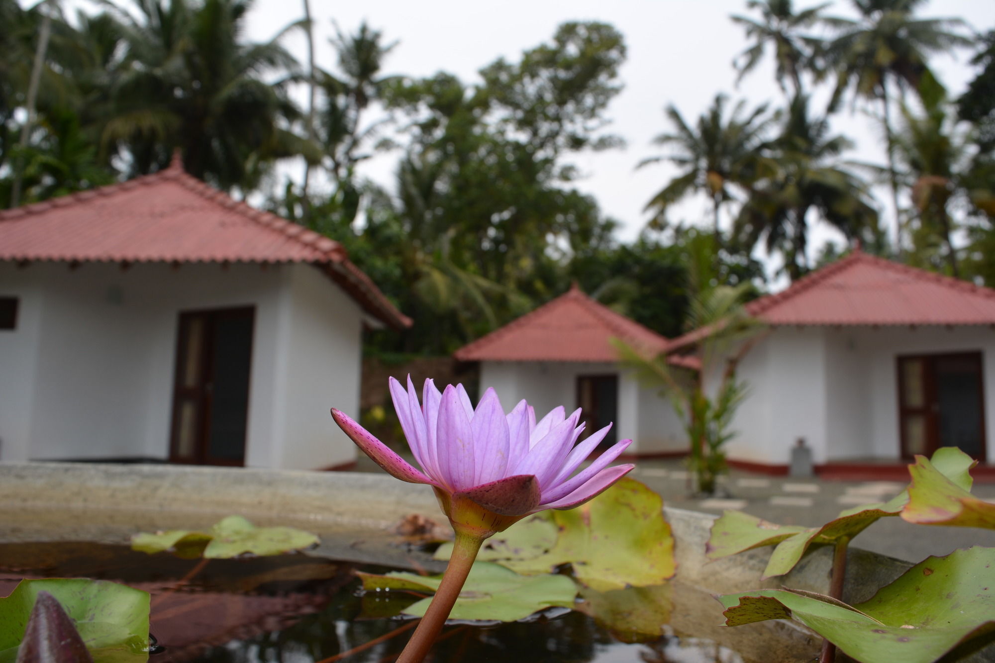 Blue Whale Lagoon Resort Ahangama Buitenkant foto